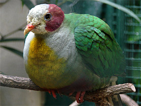 Фото Желтогрудый пёстрый голубь