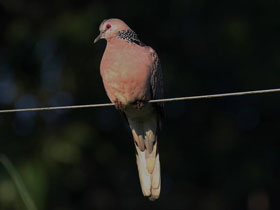 Смотреть фото Пятнистая горлица Фото Пятнистая горлица