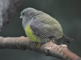 Смотреть фото Желтобрюхий плодовый голубь Фото Желтобрюхий плодовый голубь