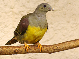 Смотреть фото Желтобрюхий плодовый голубь Фото Желтобрюхий плодовый голубь