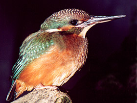 Фото Обыкновенный зимородок