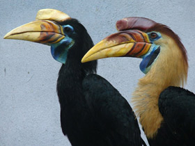 Сулавесский калао Сулавесский калао