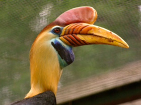 Смотреть фото Сулавесский калао Фото Сулавесский калао