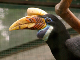 Смотреть фото Сулавесский калао Фото Сулавесский калао