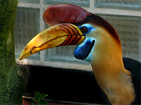 Смотреть фото Сулавесский калао Фото Сулавесский калао