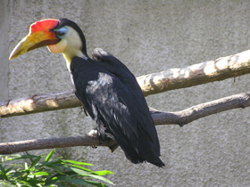 Смотреть фото Морщинистый калао Фото Морщинистый калао