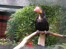 Фото Минданаоский морщинистый калао