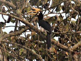 Смотреть фото Азиатская птица-носорог Фото Азиатская птица-носорог