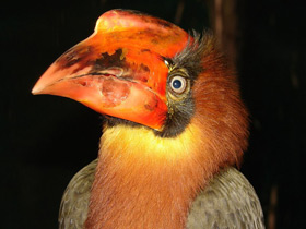 Огненный гомрай Огненный гомрай