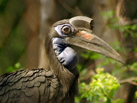 Абиссинский рогатый ворон Абиссинский рогатый ворон