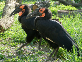 Фото Птицы-носороги: добровольно замурованные