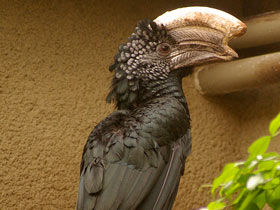 Фото Птицы-носороги: добровольно замурованные