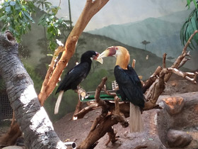 Смотреть фото Папуанский калао Фото Папуанский калао