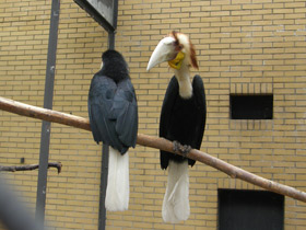 Смотреть фото Волнистый калао Фото Волнистый калао