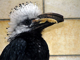 Фото Белохохлый калао