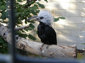 Фото Белохохлый калао