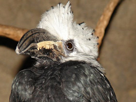 Фото Белохохлый калао