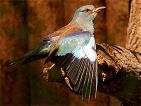 Фото Сизоворонка