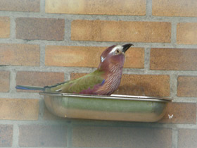 Смотреть фото Рыжешапочная сизоворонка Фото Рыжешапочная сизоворонка