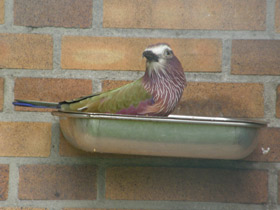 Смотреть фото Рыжешапочная сизоворонка Фото Рыжешапочная сизоворонка