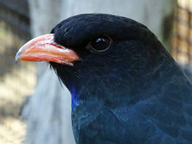 Смотреть фото Восточный широкорот Фото Восточный широкорот