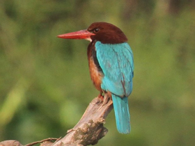 Фото Красноклювая альциона