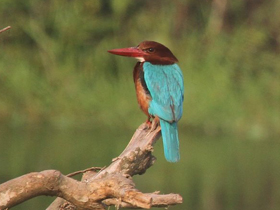 Фото Красноклювая альциона