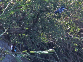 Фото Красноклювая альциона