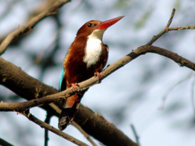 Фото Красноклювая альциона