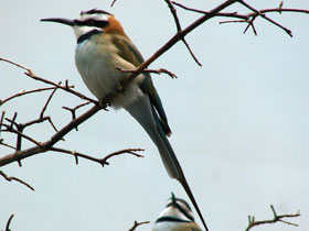 Фото Белогорлая щурка