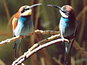 Золотистая щурка Золотистая щурка