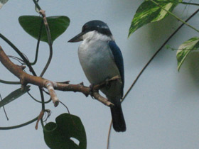 Смотреть фото Белошейная альциона Фото Белошейная альциона