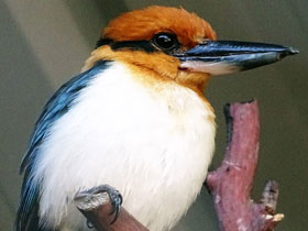 Смотреть фото Микронезийская альциона Фото Микронезийская альциона