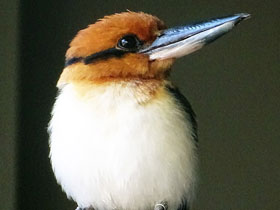 Смотреть фото Микронезийская альциона Фото Микронезийская альциона