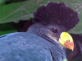 Фото Большой голубой турако