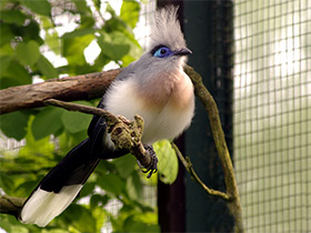 Смотреть фото Хохлатая мадагаскарская кукушка Фото Хохлатая мадагаскарская кукушка