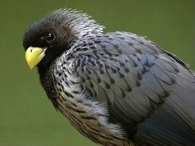 Смотреть фото Чернохвостый бананоед-подорожник Фото Чернохвостый бананоед-подорожник