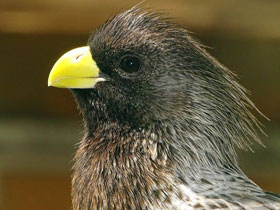 Смотреть фото Чернохвостый бананоед-подорожник Фото Чернохвостый бананоед-подорожник