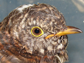 Фото Наблюдения