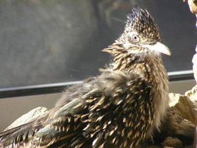 Фото Кукушка-подорожник