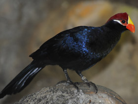 Фото Фиолетовый турако