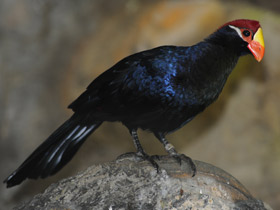 Фото Фиолетовый турако