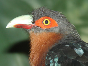 Фото Каштановогрудая кустарниковая кукушка