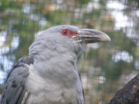 Смотреть фото Исполинская кукушка Фото Исполинская кукушка