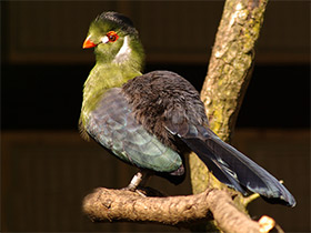 Фото Шлемоносный турако