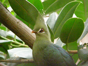 Турако Ливингстона Турако Ливингстона