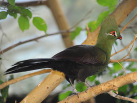 Фото Гвинейский турако