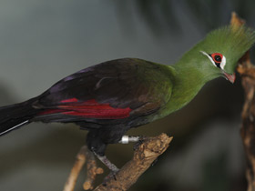 Фото Гвинейский турако