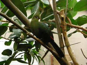 Фото Гвинейский турако