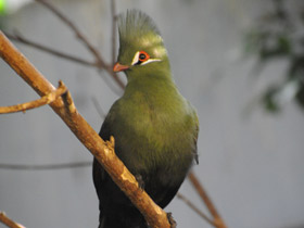Фото Гвинейский турако